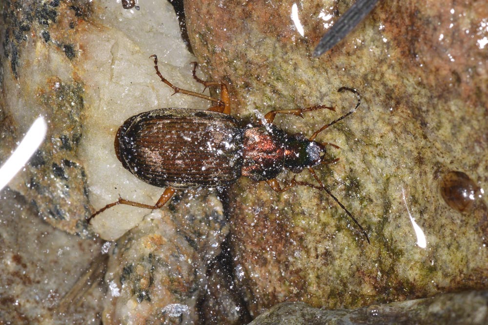 Chlaeniellus nitidulus subacqueo